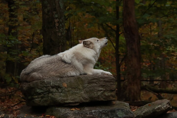 Obraz premium Getting Ready to Howl