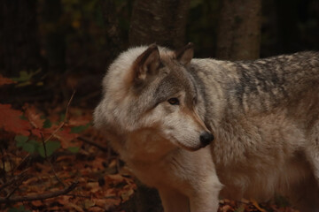 Grey Wolf Looking Back