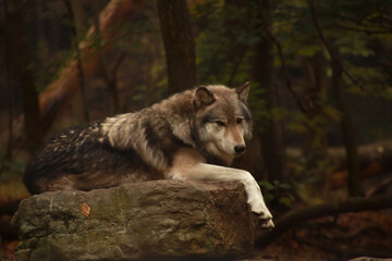Relaxed Wolf