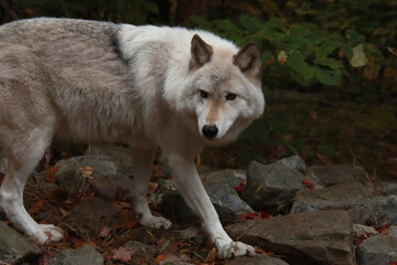 Fototapeta premium White Wolf walking on rocks