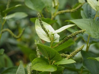 山野草　ハンゲショウ