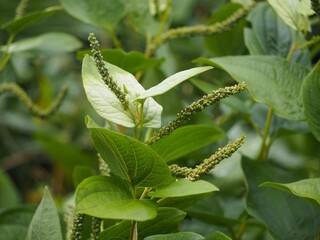 山野草　ハンゲショウ