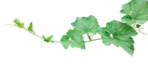 green leaves isolated on white, a vine with leaves  on a transparent background, Green gourd and leaves, a pumpkin leaves - obrazy, fototapety, plakaty