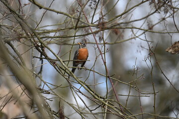 robin on a branch