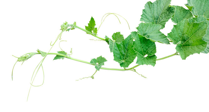 a vine with leaves  on a transparent background, Green gourd and leaves, a pumpkin leaves