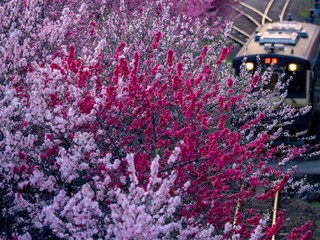春の「わたらせ渓谷鐵道」　桃の花の下を走る列車