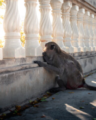 Monkeys playing around by a temple in Thailand
