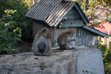 Two monkeys sitting on a rock in Thailand