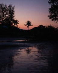 Tropical trees silhouetted at sunset