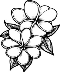 plumeria flower 