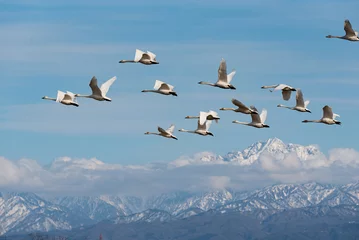 Deurstickers 立山連峰と白鳥 © Yokoe PhotoStudio
