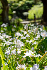 鎌倉　浄智寺の春３