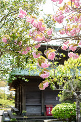 鎌倉　英勝寺の春５