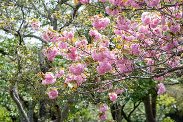 Obraz premium 鎌倉 英勝寺の春４