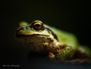 Tree Frog