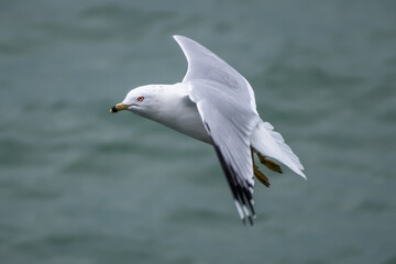 Fototapeta na wymiar Ring-billed Gull (Larus delawarensis) in Flight from Above