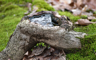 Puddle of Water Collected in Tree Root on Mossy Forest Floor