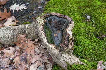 Water Gathered in Tree Root on Mossy Forest Floor