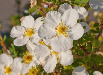 Obraz premium Spring flowers, white name Potentilla fruticosa. Macro close-up Potentilla fruticosa, shrub ornamental and medicinal herb.