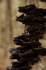 Brown fungus on tree trunk
