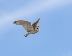 Obraz premium Owl In Flight