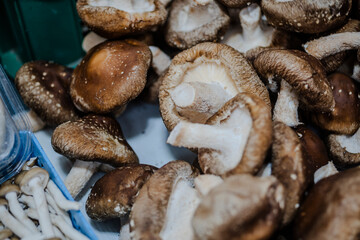 Mushroom.