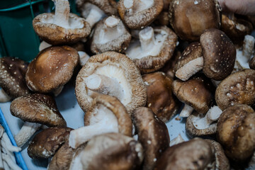 Mushroom.