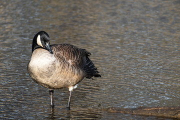 Obraz premium Canada Goose (Branta Canadensis) in Lagoon Standing