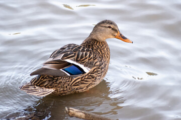Female Mallard (Anas platyrhynchos) in Water