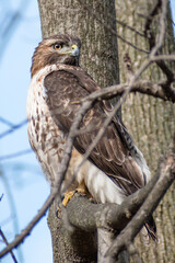 Red-tailed Hawk (Buteo jamaicensis) Perching on a Branch Side View