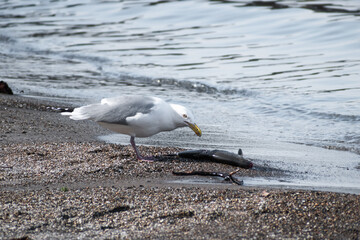 Herring Gull (Larus argentatus) Eating Dead Fish on Beach