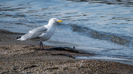 Herring Gull (Larus argentatus) Eating Dead Fish