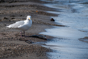 Herring Gull (Larus argentatus) with Dead Fish on Beach