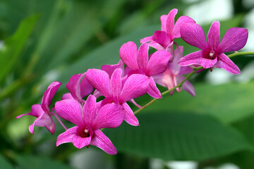 blooming pink orchid flowers with green leaves background