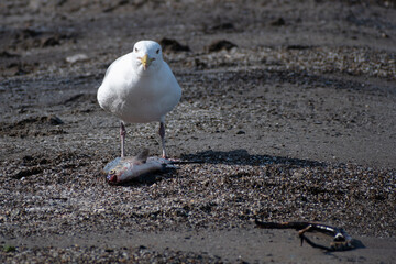 Herring Gull (Larus argentatus) Standing over Dead Fish on Beach