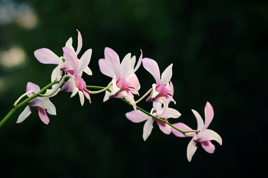 Blooming pink white gradieant colors dendrobium orchid flowers isolated on dark background