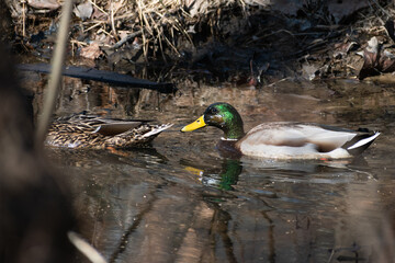 Mallard Ducks (Anas platyrhynchos) Swimming in Stream