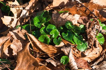Lesser Celandine (Ficaria verna) on Leafy Forest Floor