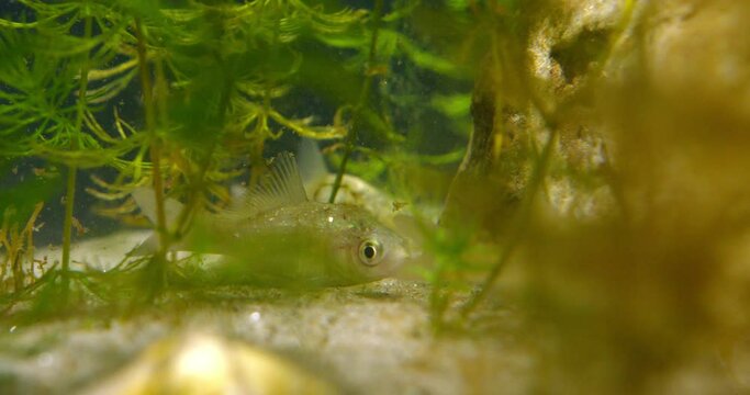 Silver crucian carp swim through plants in aquarium in dirty water