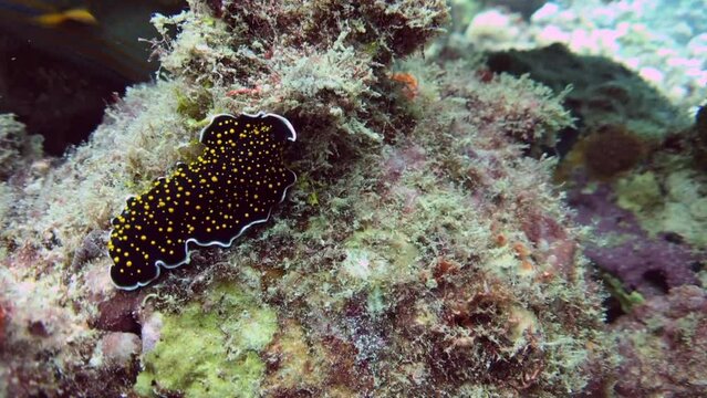 coral reef and flatworm