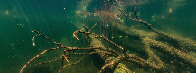 Underwater scene at the bottom of a lake. Northern Vancouver Island
