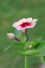 可愛いキキョウナデシコ