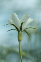 Obraz premium 幻想的なスカシユリ