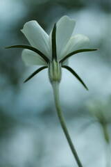 幻想的なスカシユリ