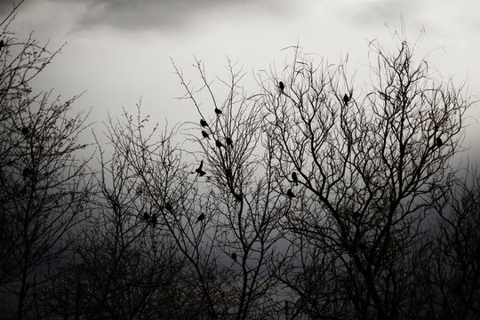 A flock of birds shelter in barren trees on a frigid gray winter day