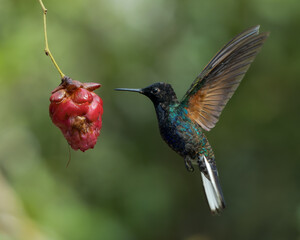 Fototapeta premium Boissonneaua jardini