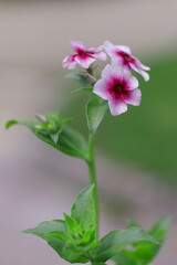 愛らしいキキョウナデシコ