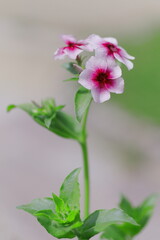 可憐なキキョウナデシコ