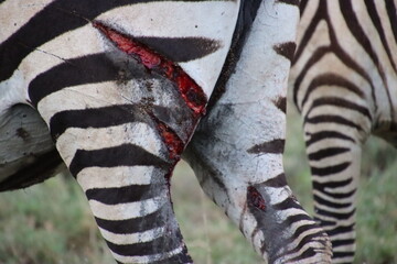 Kenya - wounded Zebra
