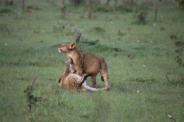 Kenya - lions